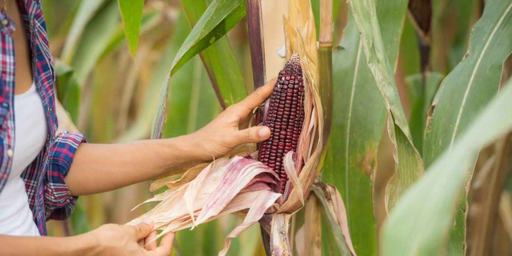 injustiça tributária